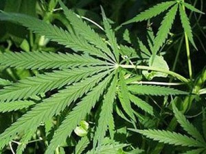 Выйти из кризиса поможет марихуана